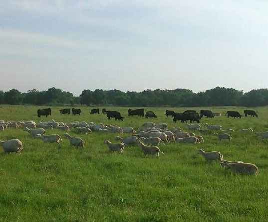 Real-Ranch Grassfed logo