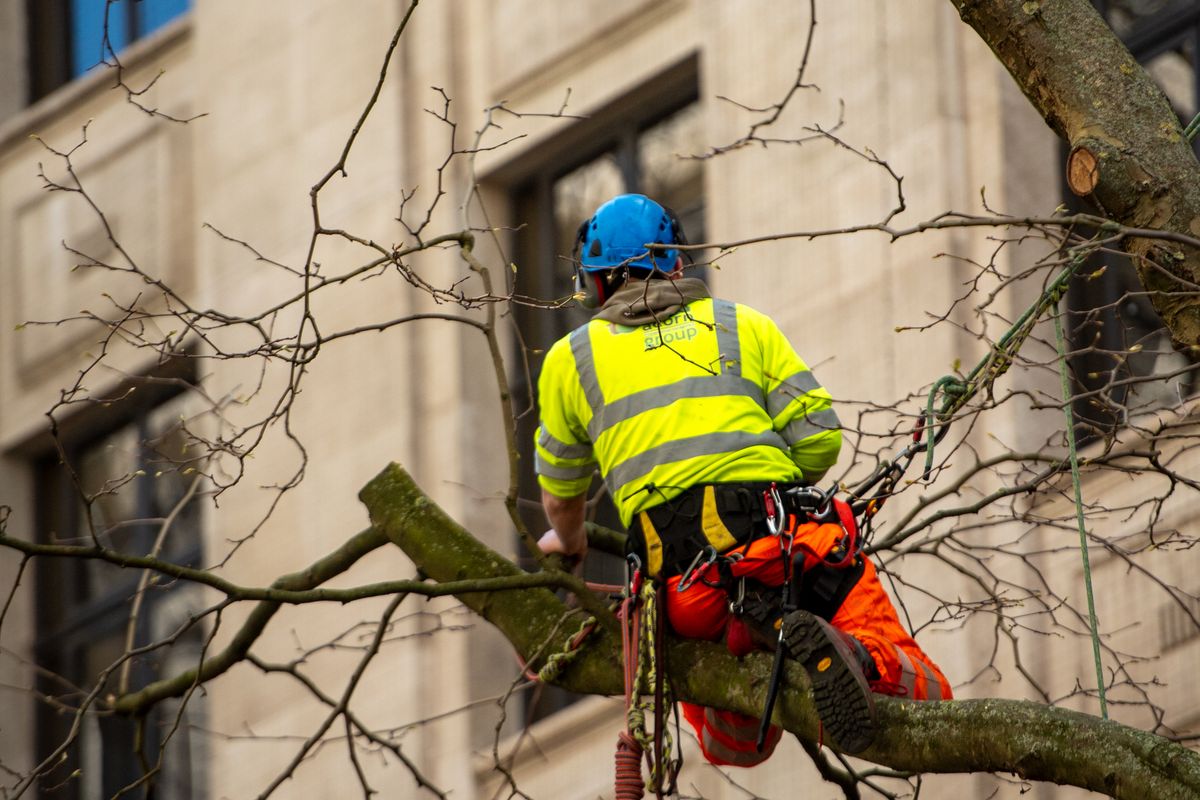 An arborist working aloft in a tree, specialist work with its own credential
