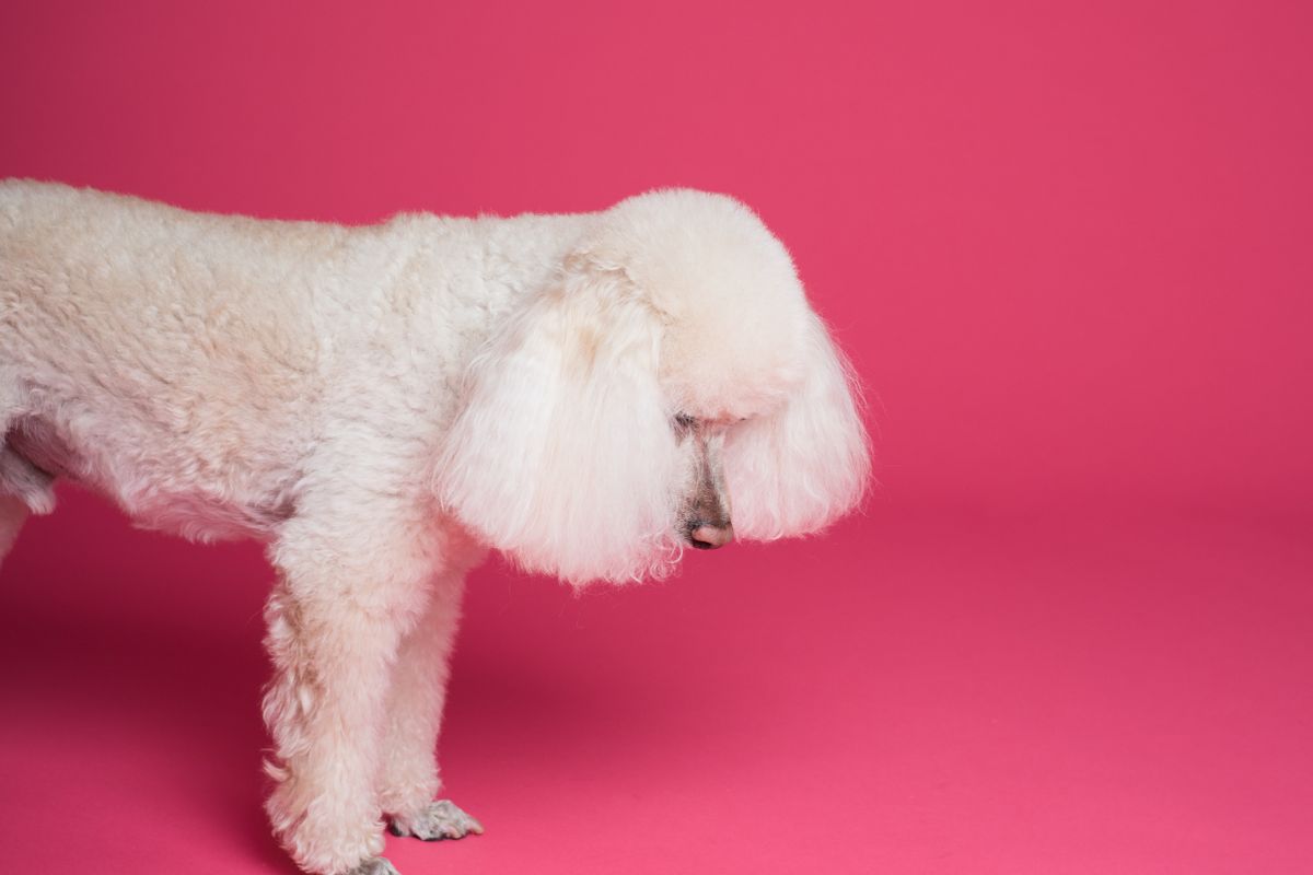 A calm, well-handled dog after a grooming appointment
