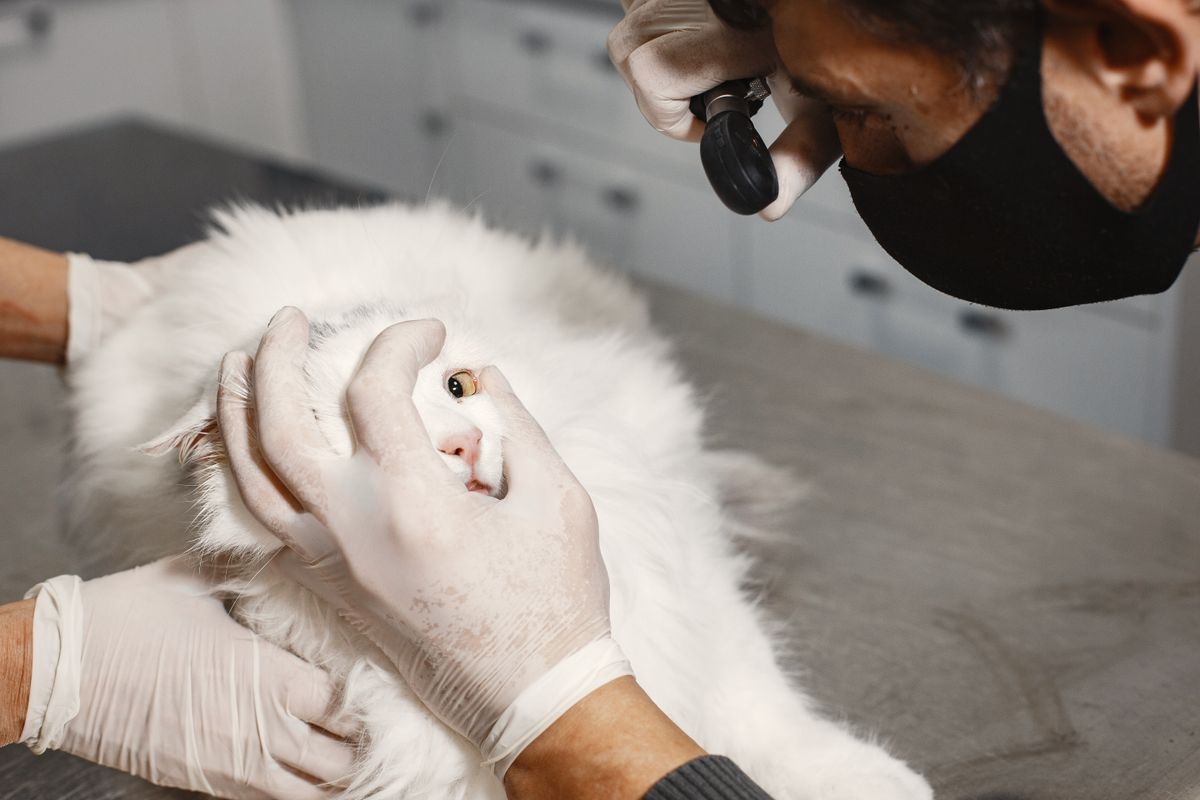 A dog being bathed and washed during a grooming appointment