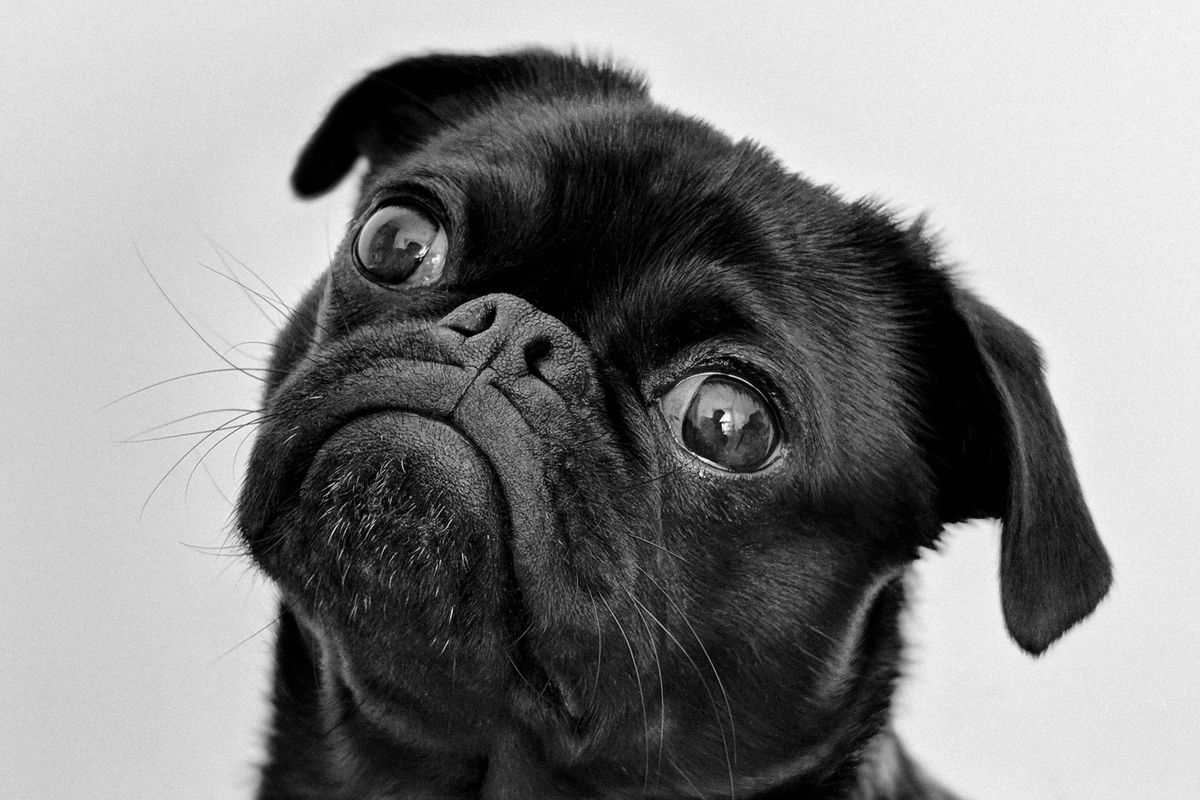 A flat-faced dog breed, which needs extra care around heat and handling
