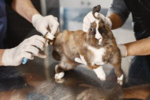 A groomer clipping a small dog on a grooming table