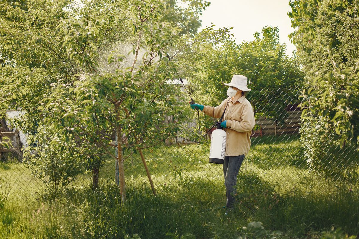 Person in a mask and hat spraying treatment on trees around a garden